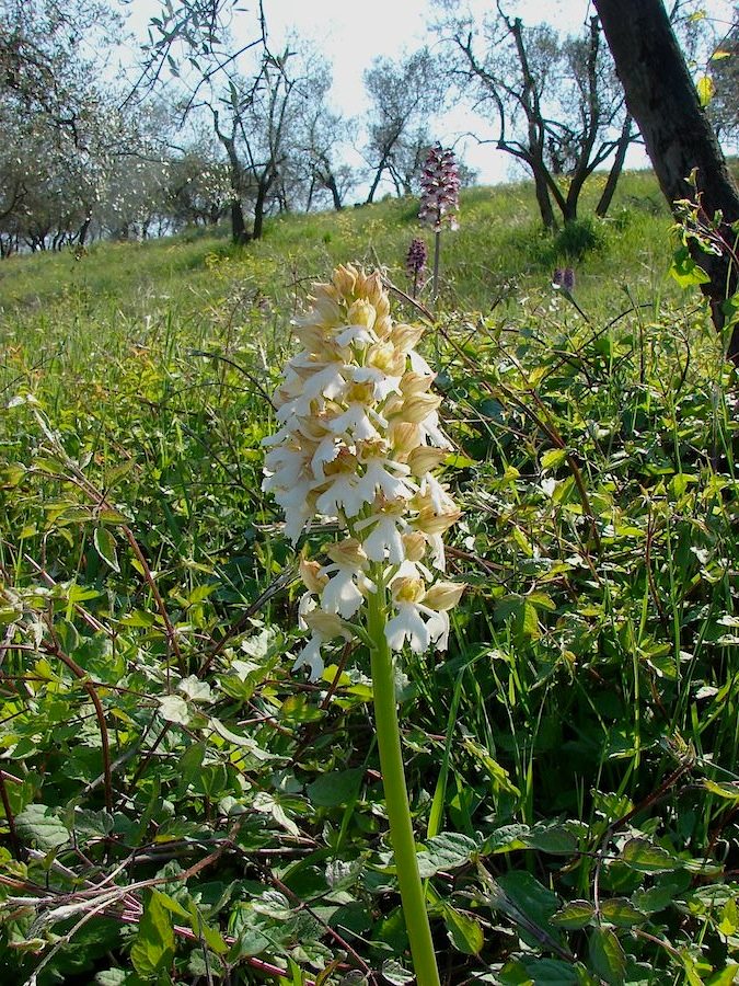 Orchis purpurea albina